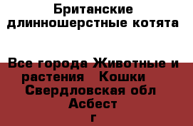 Британские длинношерстные котята - Все города Животные и растения » Кошки   . Свердловская обл.,Асбест г.
